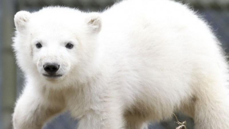 FOTO! Canada: Ursuletul polar orfan a facut cunostinta cu publicul