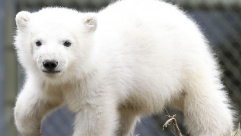 FOTO! Canada: Ursuletul polar orfan a facut cunostinta cu publicul