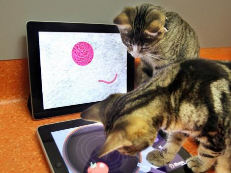 Affection Collection, aplicatia iPad pentru pisici