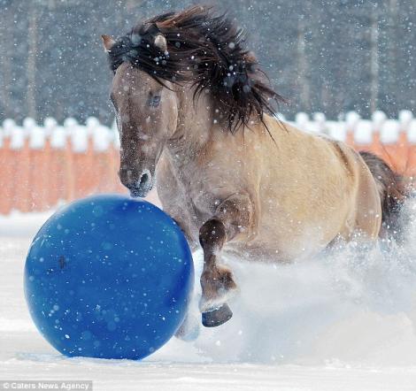 FOTO! Vezi cum joaca fotbal un ponei!