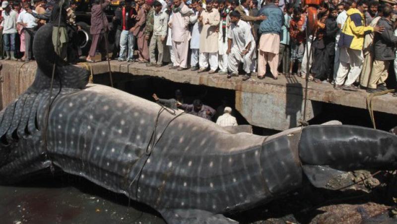 GALERIE FOTO! Un rechin-balena, lung de 15 de metri, gasit de un pescar pakistanez in Marea Arabiei