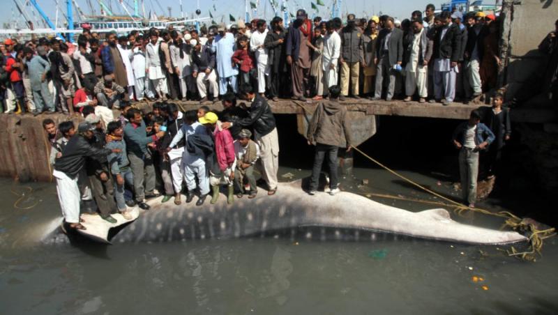 GALERIE FOTO! Un rechin-balena, lung de 15 de metri, gasit de un pescar pakistanez in Marea Arabiei