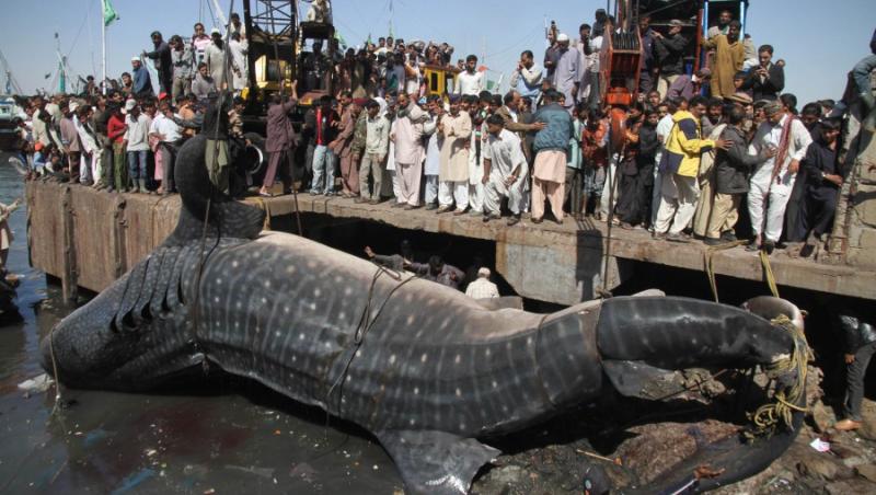 GALERIE FOTO! Un rechin-balena, lung de 15 de metri, gasit de un pescar pakistanez in Marea Arabiei