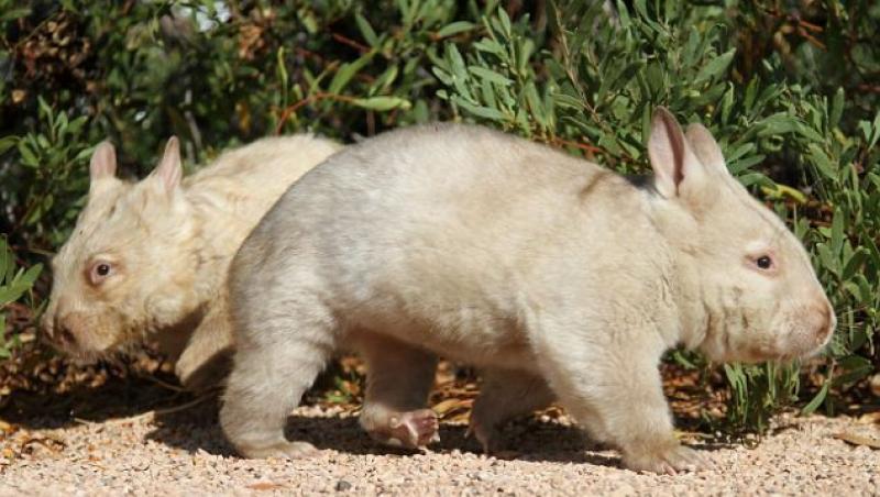 In provinciile Australiei au fost descoperiti doi ursi marsupiali albinosi, extrem de rari