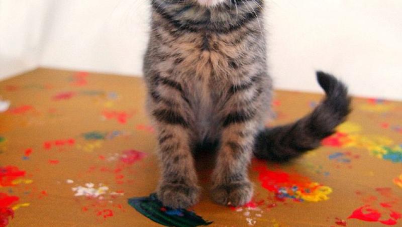 FOTO! Mini, pisicuta care vrea sa ii ia locul lui Picasso