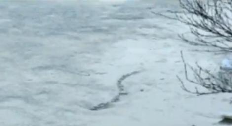 VIDEO! Monstru legendar, surprins intr-un lac islandez!