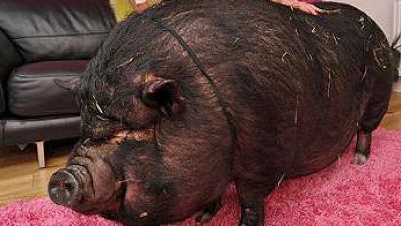 Un porc de 107 kilograme, indragostit de stapana lui