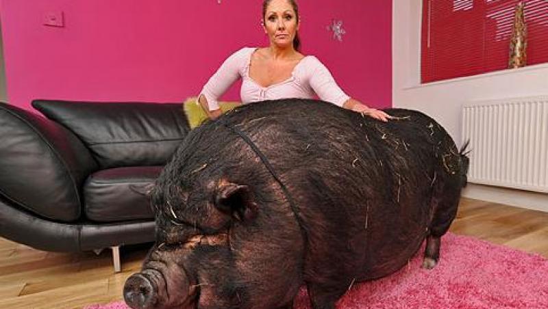Un porc de 107 kilograme, indragostit de stapana lui