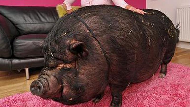 Un porc de 107 kilograme, indragostit de stapana lui