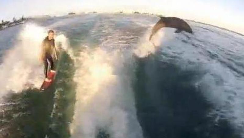 VIDEO! Intrecere de surf intre om si delfini. Vezi care e mai tare!