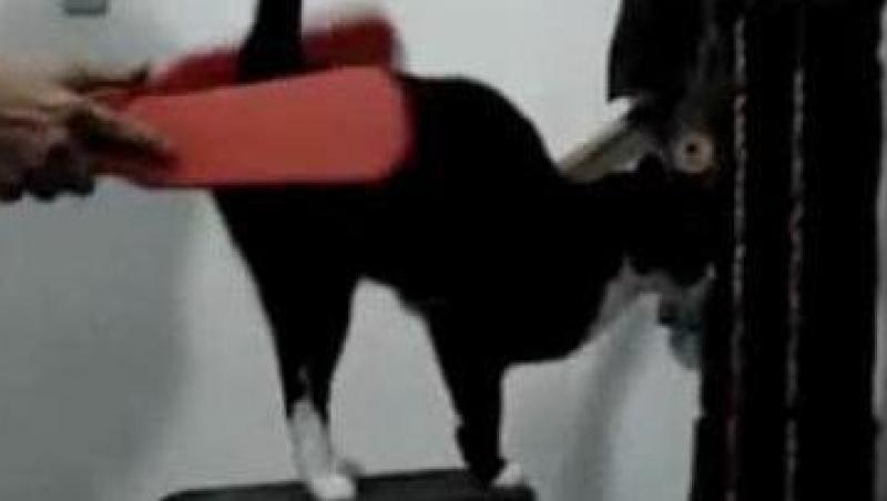 VIDEO! Vezi pisica care adora masajul!