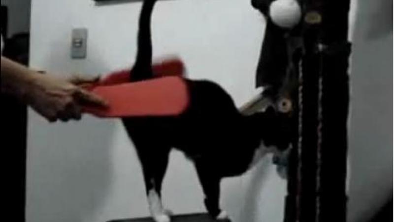 VIDEO! Vezi pisica care adora masajul!