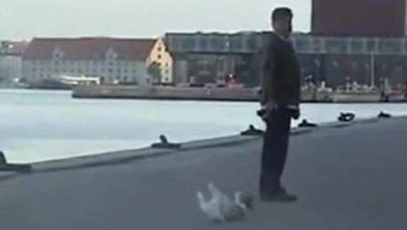 VIDEO FUNNY! Cum se plimba un caine in Danemarca!