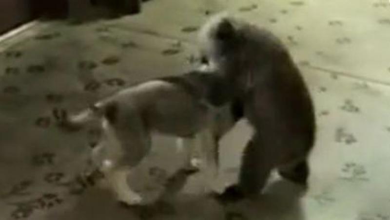 VIDEO! Puiul de urs, cel mai nou partener de joaca al unei cateluse