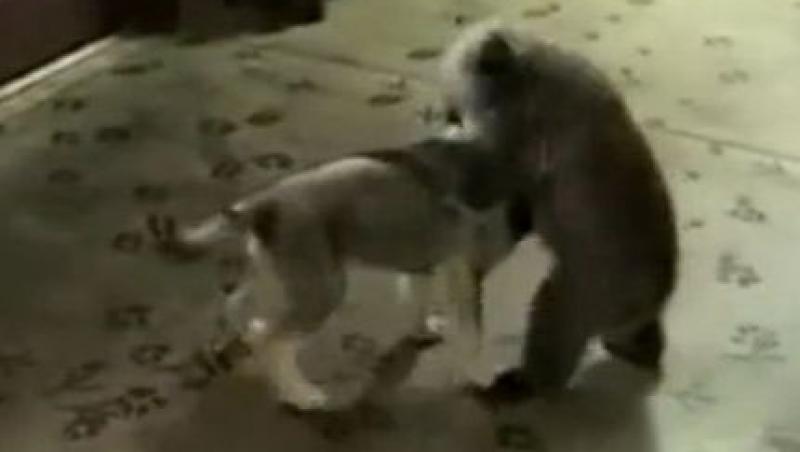 VIDEO! Puiul de urs, cel mai nou partener de joaca al unei cateluse
