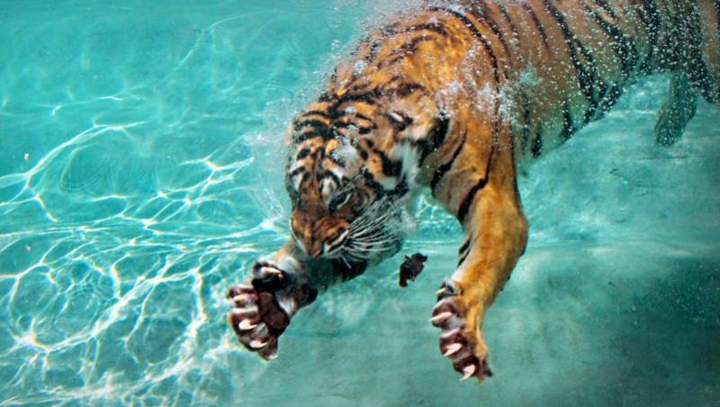 FOTO! Vezi tigrii care adora apa!
