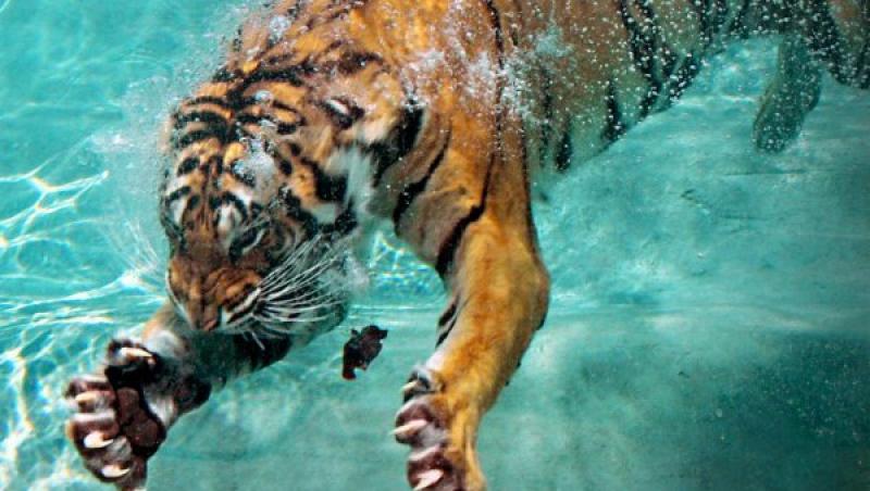 FOTO! Vezi tigrii care adora apa!