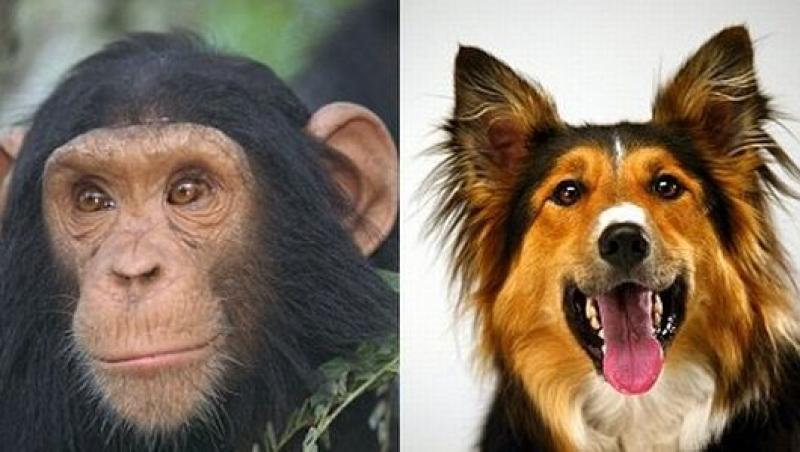 Sunt cainii mai destepti decat cimpanzeii?