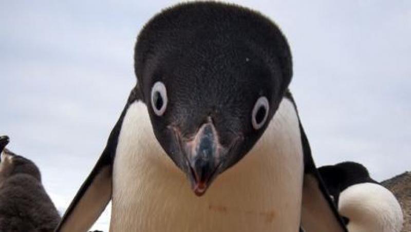 Pinguinul ce pare a fi desprins din desenele animate