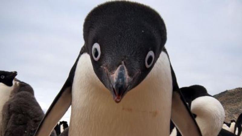 Pinguinul ce pare a fi desprins din desenele animate