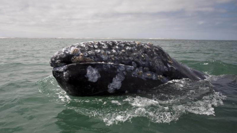 FOTO! Balena gri - un mamifer extrem de rar, protejat de lege