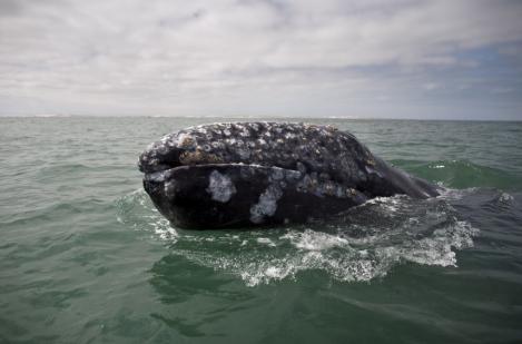 FOTO! Balena gri - un mamifer extrem de rar, protejat de lege