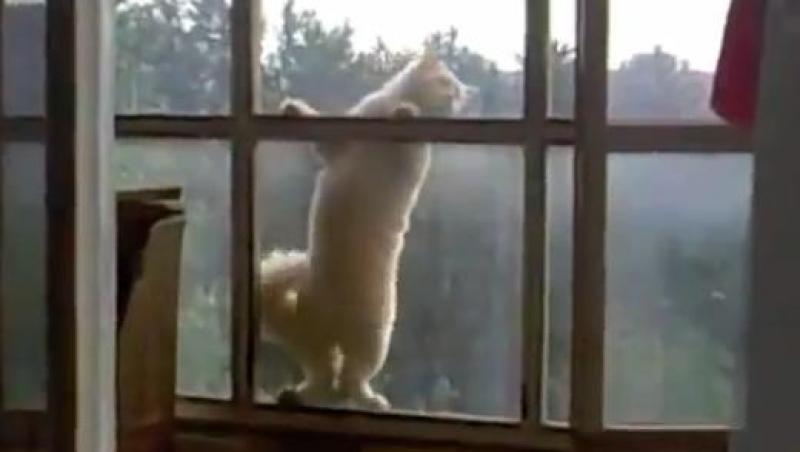 VIDEO! Vezi pisicuta care concureaza cu Tom Cruise!