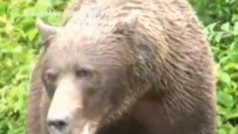 VIDEO! Cum sa reactionezi atunci cand esti atacat de un urs