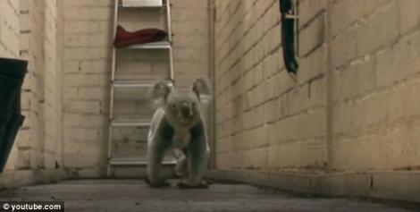 FOTO & VIDEO! Uite cum se distreaza un ursulet Koala!