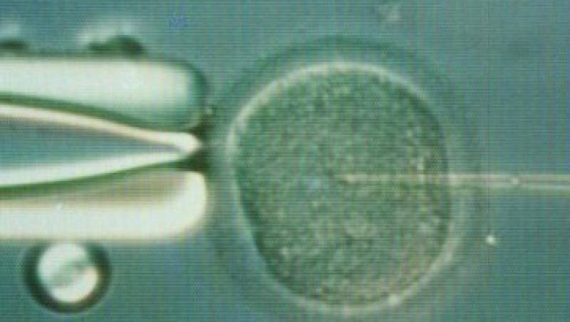 O noua metoda de fertilizare in vitro creste cu 40% sansele de a ramane insarcinata