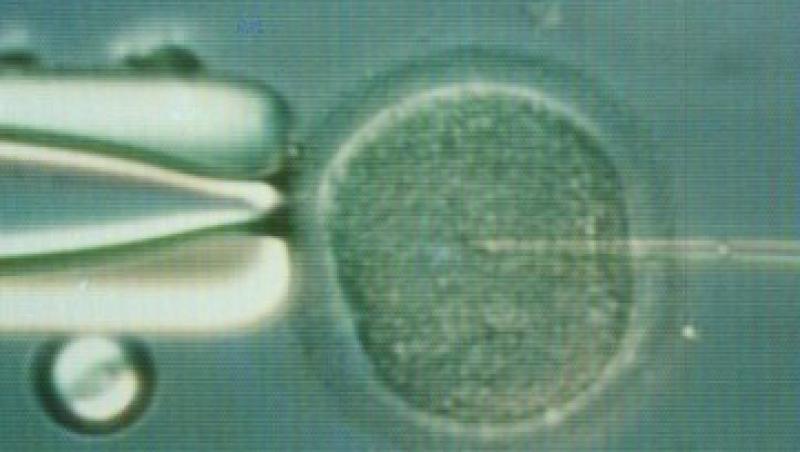 O noua metoda de fertilizare in vitro creste cu 40% sansele de a ramane insarcinata