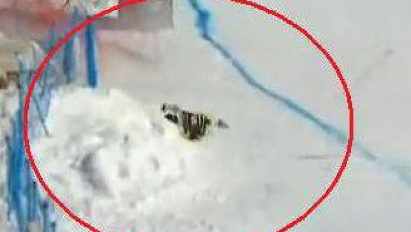 VIDEO! Drama in skicross: Nick Zoricic a decedat dupa o cazatura la ultima trambulina