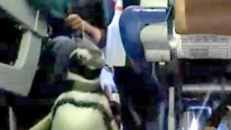 VIDEO! Parada pinguinilor intr-un avion de pasageri
