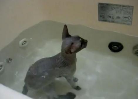 VIDEO! Vezi pisicuta care se bucura ca face baie!
