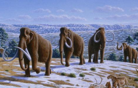 Rusii si sud-coreenii vor sa cloneze un mamut