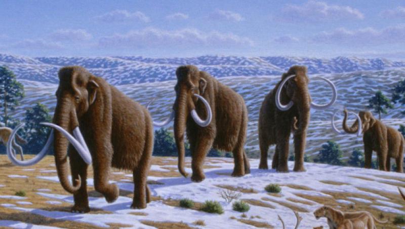 Rusii si sud-coreenii vor sa cloneze un mamut