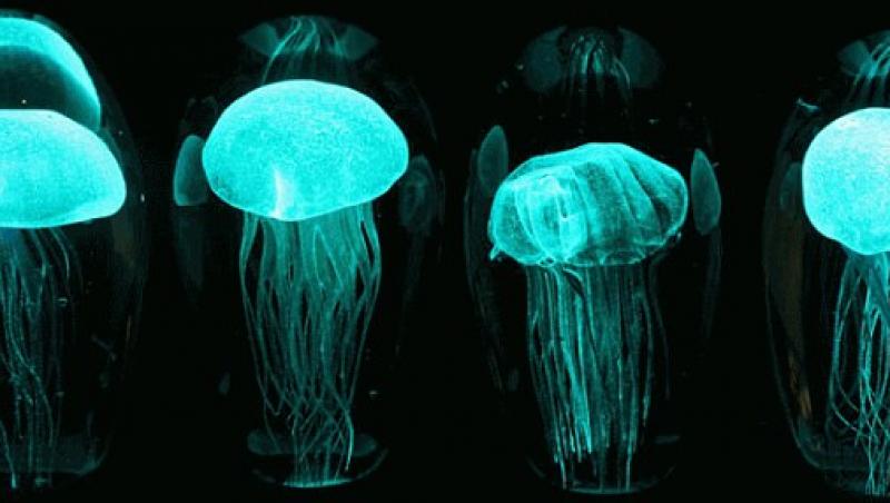 FOTO! Afla cum poti lumina casa cu ajutorul meduzelor!