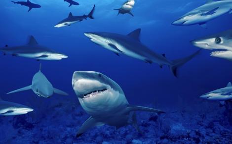 VIDEO! Zeci de rechini s-au adunat la doar 700 de metri de o plaja din Australia
