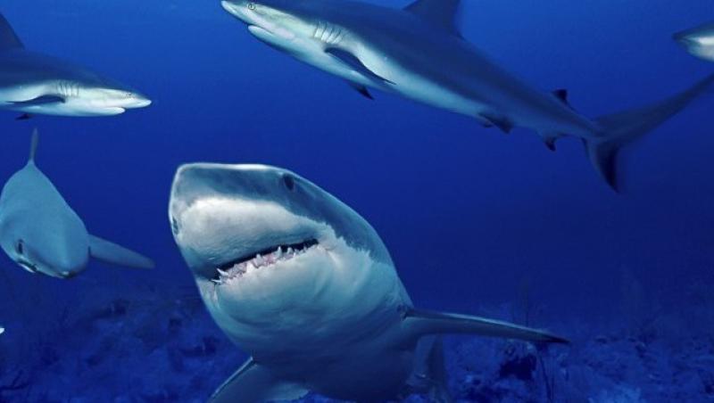VIDEO! Zeci de rechini s-au adunat la doar 700 de metri de o plaja din Australia