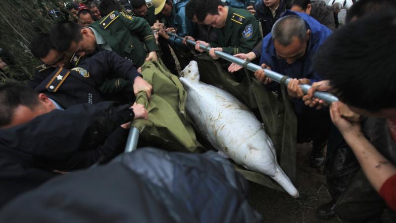 IMPRESIONANT! Operatiune dificila de salvare a unui delfin alb in China