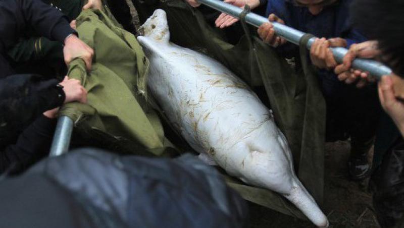 IMPRESIONANT! Operatiune dificila de salvare a unui delfin alb in China