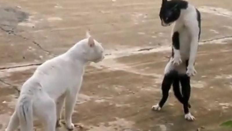 VIDEO! Vezi cum lupta cele mai pricepute pisici ninja!