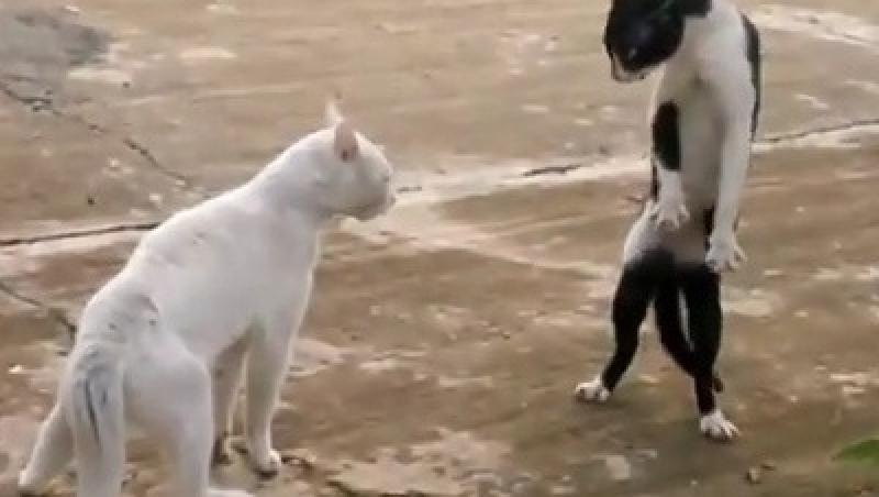 VIDEO! Vezi cum lupta cele mai pricepute pisici ninja!