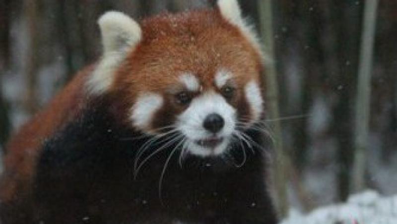 VIDEO! Cel mai jucaus panda rosu din lume!