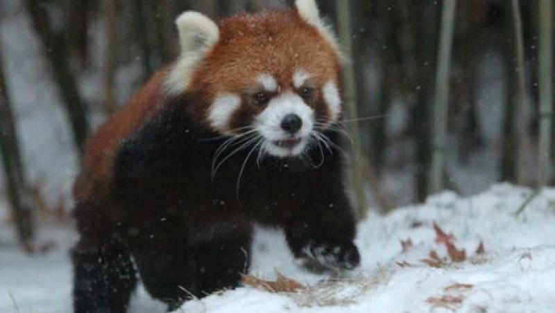 VIDEO! Cel mai jucaus panda rosu din lume!