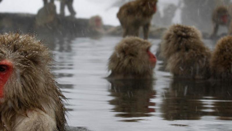 VIDEO! Jigokudani, izvorul maimutelor din Japonia