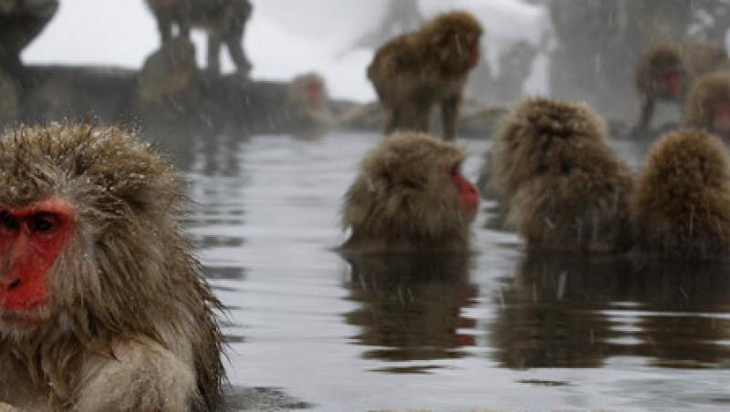 VIDEO! Jigokudani, izvorul maimutelor din Japonia
