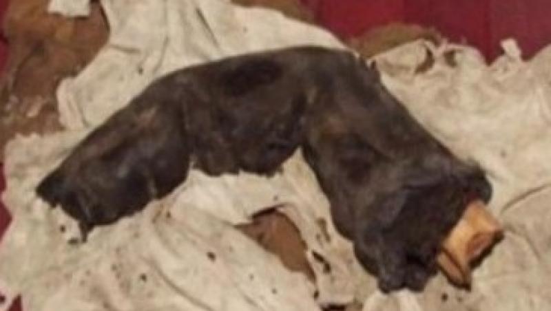VIDEO! Deget mumificat, lung de 38 de centimetri, gasit in Egipt