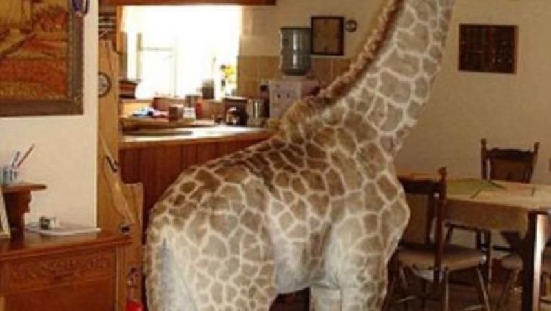 FOTO! Ea este Fenne, girafa domestica!