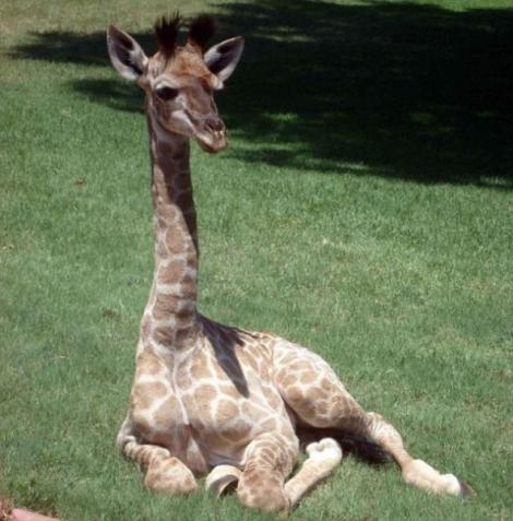 FOTO! Ea este Fenne, girafa domestica!